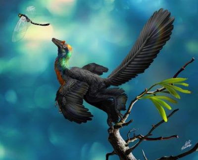 A dinosaur with multi coloured feathers been discovered in China