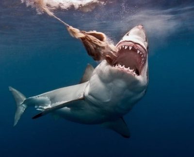 Scientists have found a new way to trap sharks using magnets