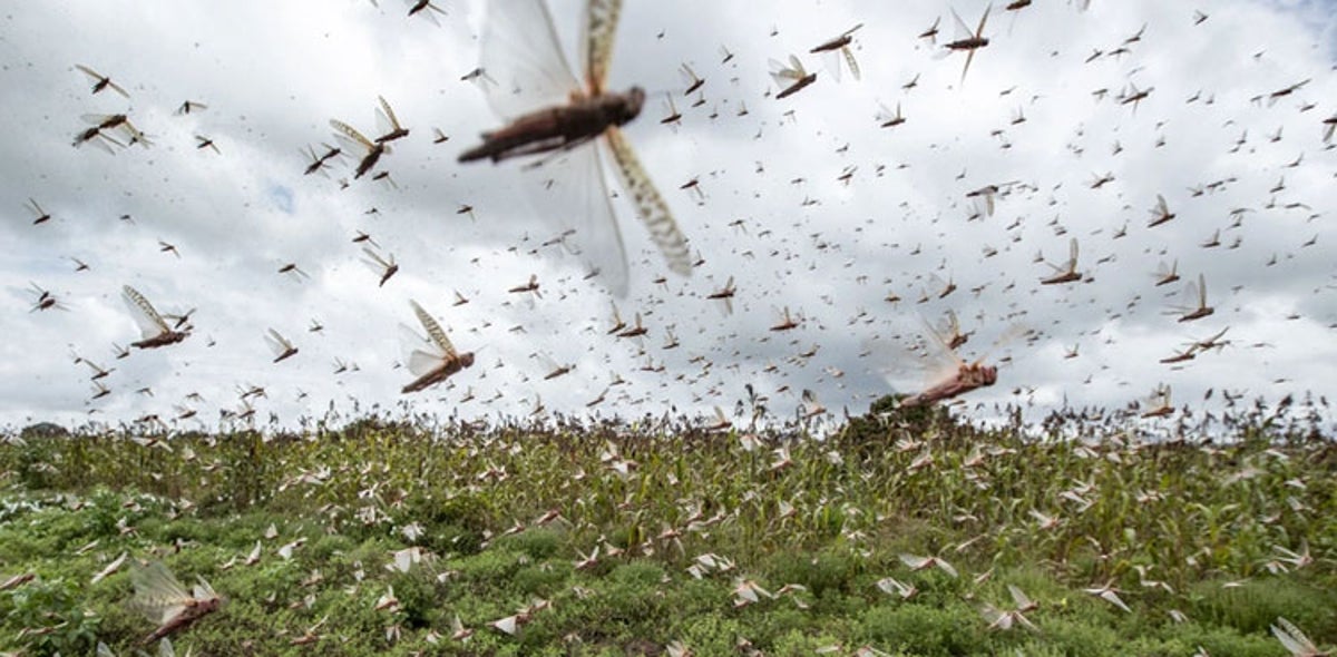 Locusts Attacks Affect 51 Districts Of Pakistan: NDMA