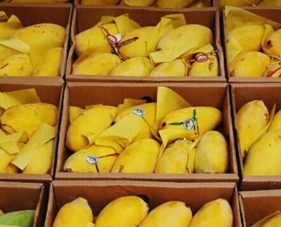 Leading mango exporter