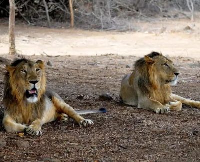 Upgrading Lahore Zoo and Safari Park: Transforming into an International Standard Facility